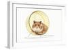Hamster on Wheel-null-Framed Photographic Print
