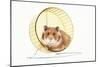 Hamster on Wheel-null-Mounted Photographic Print