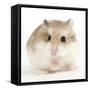 Hamster Roborovski-null-Framed Stretched Canvas