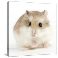 Hamster Roborovski-null-Stretched Canvas