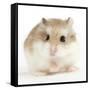 Hamster Roborovski-null-Framed Stretched Canvas