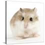 Hamster Roborovski-null-Stretched Canvas