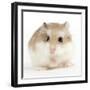 Hamster Roborovski-null-Framed Photographic Print