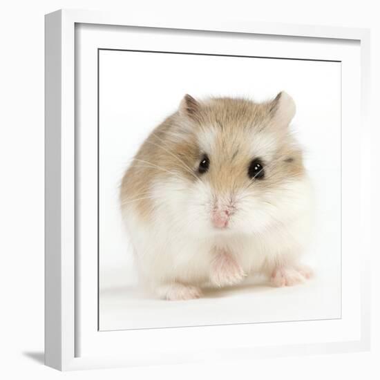 Hamster Roborovski-null-Framed Photographic Print