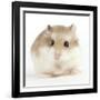 Hamster Roborovski-null-Framed Photographic Print