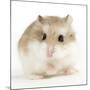 Hamster Roborovski-null-Mounted Photographic Print