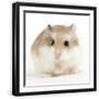 Black Frame
