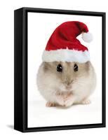 Hamster Wearing Christmas Hat-null-Framed Stretched Canvas