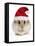 Hamster Wearing Christmas Hat-null-Framed Stretched Canvas