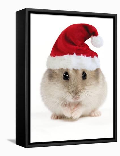 Hamster Wearing Christmas Hat-null-Framed Stretched Canvas