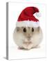 Hamster Wearing Christmas Hat-null-Stretched Canvas