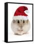 Hamster Wearing Christmas Hat-null-Framed Stretched Canvas