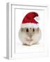 Hamster Wearing Christmas Hat-null-Framed Premium Photographic Print