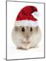 Hamster Wearing Christmas Hat-null-Mounted Premium Photographic Print