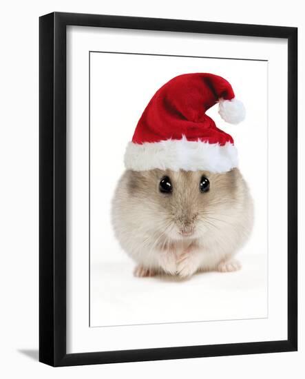 Hamster Wearing Christmas Hat-null-Framed Photographic Print