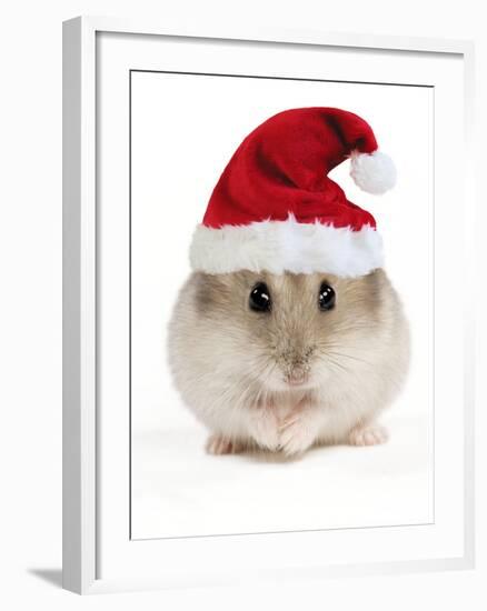 Hamster Wearing Christmas Hat-null-Framed Photographic Print