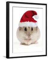 Hamster Wearing Christmas Hat-null-Framed Photographic Print