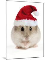 Hamster Wearing Christmas Hat-null-Mounted Photographic Print