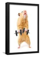 Hamster With Bar Isolated On White-IgorKovalchuk-Framed Poster