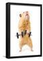 Hamster With Bar Isolated On White-IgorKovalchuk-Framed Poster