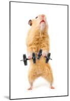 Hamster With Bar Isolated On White-IgorKovalchuk-Mounted Poster