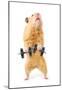 Hamster With Bar Isolated On White-IgorKovalchuk-Mounted Poster