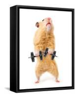 Hamster With Bar Isolated On White-IgorKovalchuk-Framed Stretched Canvas