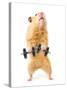 Hamster With Bar Isolated On White-IgorKovalchuk-Stretched Canvas