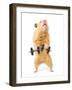 Hamster With Bar Isolated On White-IgorKovalchuk-Framed Photographic Print