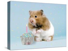 Hamster with Cake and Candle-null-Stretched Canvas