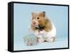 Hamster with Cake and Candle-null-Framed Stretched Canvas