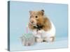 Hamster with Cake and Candle-null-Stretched Canvas