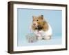 Hamster with Cake and Candle-null-Framed Photographic Print