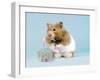 Hamster with Cake and Candle-null-Framed Photographic Print