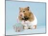 Hamster with Cake and Candle-null-Mounted Photographic Print