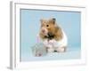 Hamster with Cake and Candle-null-Framed Photographic Print