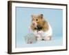 Hamster with Cake and Candle-null-Framed Photographic Print