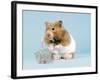 Hamster with Cake and Candle-null-Framed Photographic Print