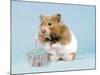 Hamster with Cake and Candle-null-Mounted Photographic Print