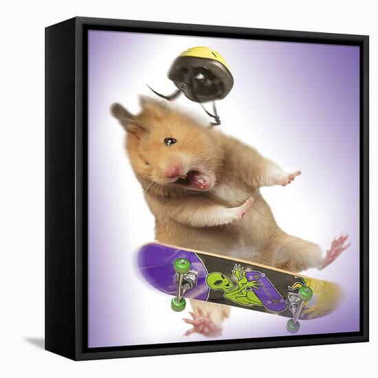 Hamster with Skateboard and Helmet-null-Framed Stretched Canvas
