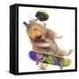 Hamster with Skateboard and Helmet-Jean-Michel Labat-Framed Stretched Canvas