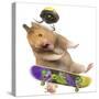Hamster with Skateboard and Helmet-Jean-Michel Labat-Stretched Canvas