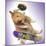 Hamster with Skateboard and Helmet-null-Mounted Photographic Print