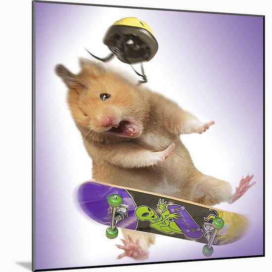 Hamster with Skateboard and Helmet-null-Mounted Photographic Print