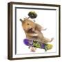 Hamster with Skateboard and Helmet-Jean-Michel Labat-Framed Photographic Print