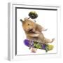Hamster with Skateboard and Helmet-Jean-Michel Labat-Framed Photographic Print
