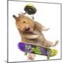 Hamster with Skateboard and Helmet-Jean-Michel Labat-Mounted Photographic Print