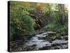Hamsterley Forest, County Durham, England, United Kingdom, Europe-Mawson Mark-Stretched Canvas