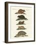 Hamsters and Field Voles-null-Framed Giclee Print