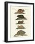 Hamsters and Field Voles-null-Framed Giclee Print